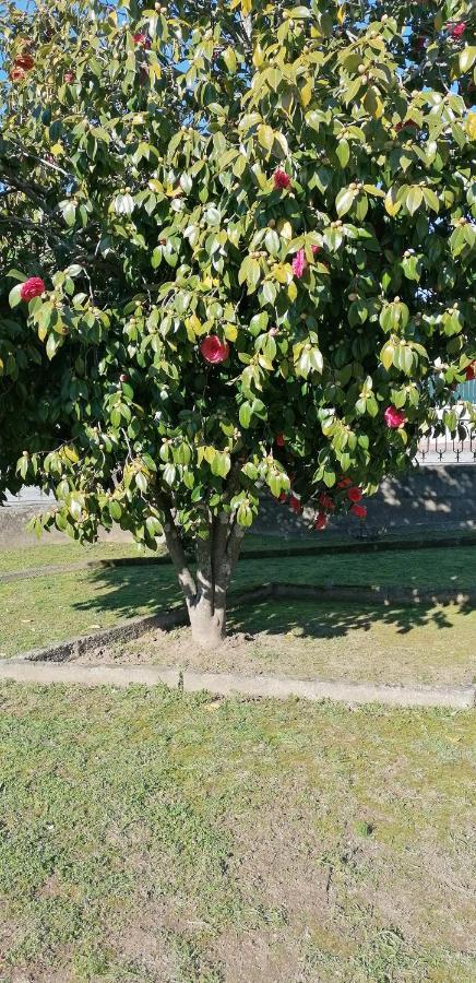 فيلا Moradia Santa Comba سانتا كومبا داو المظهر الخارجي الصورة