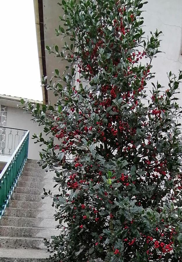 فيلا Moradia Santa Comba سانتا كومبا داو المظهر الخارجي الصورة